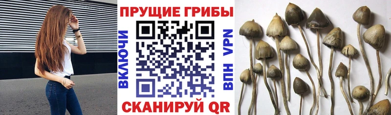 купить наркотик  Ершов  МЕГА   Псилоцибиновые грибы ЛСД 
